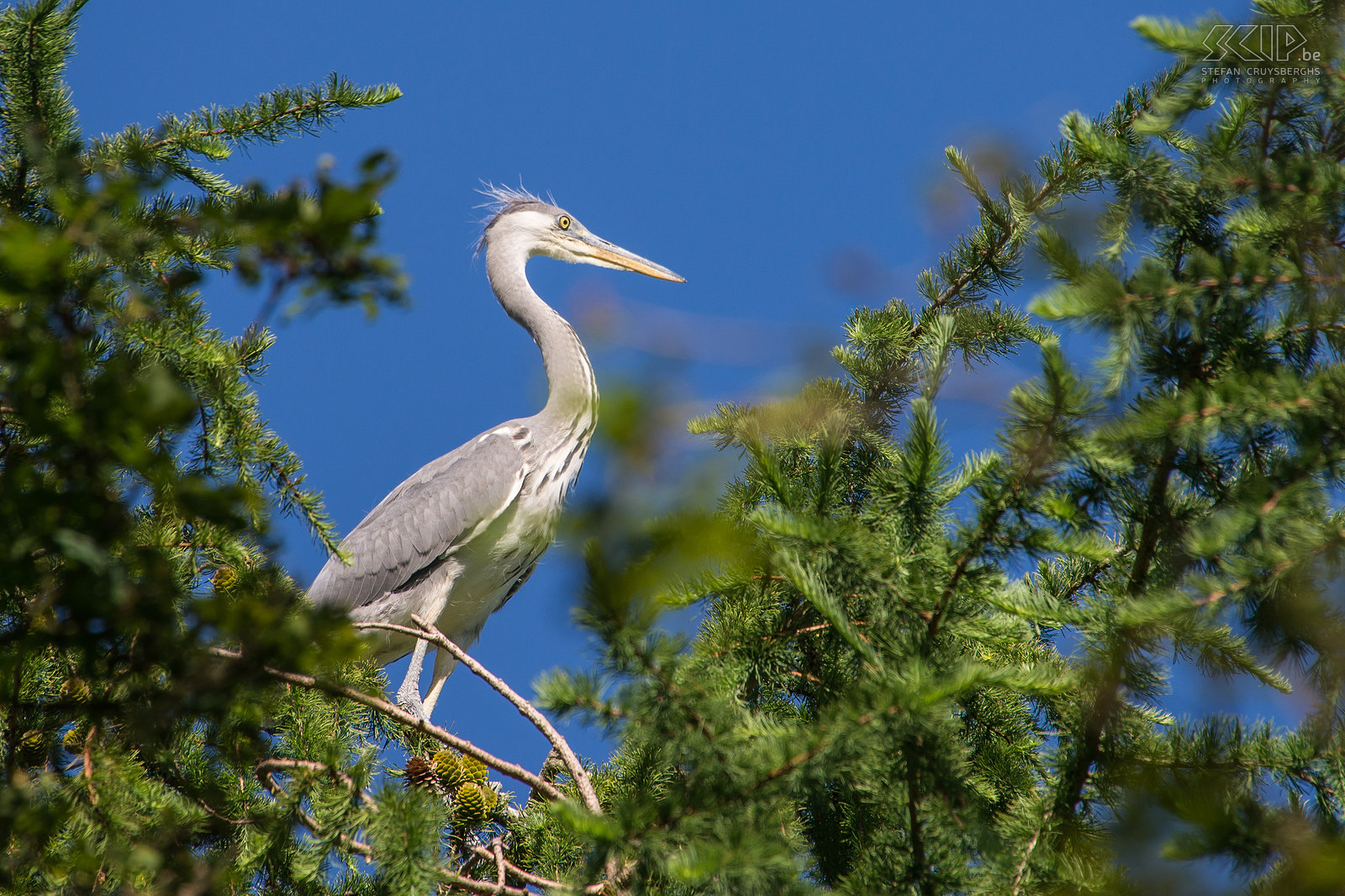 Vogels - Jonge blauwe reiger Een jonge blauwe reiger (Grey heron/Ardea cinerea) in z'n nest hoog in een boom nabij de Lommelse Sahara. Stefan Cruysberghs
